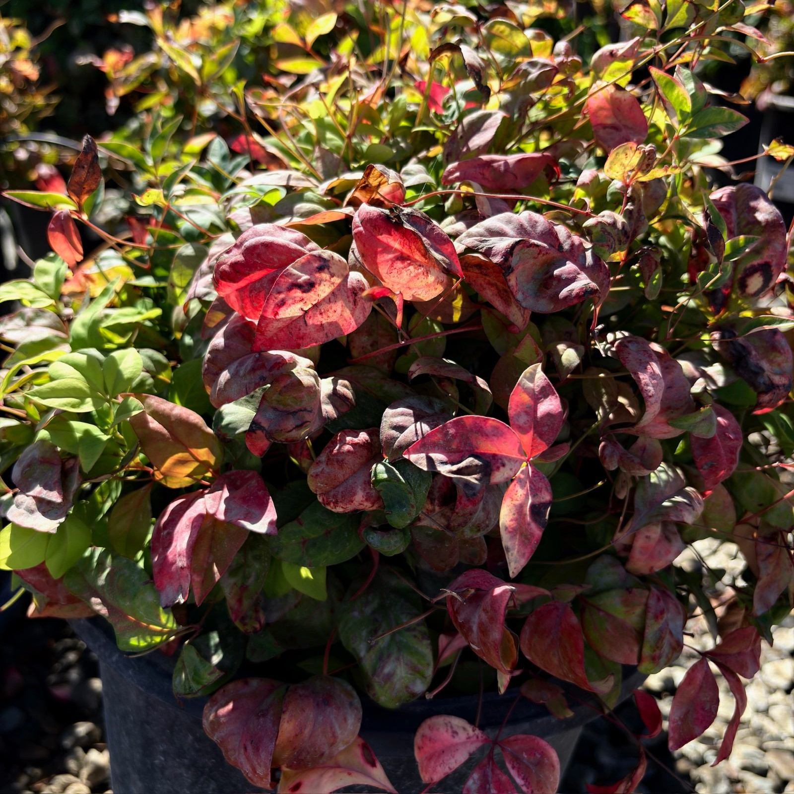 Nana Purpurea Heavenly Bamboo | Purple-Red Dwarf Evergreen Shrub