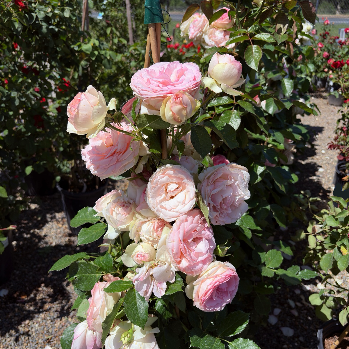 altissimo climbing rose for sale Eden Climbing Rose for Sale