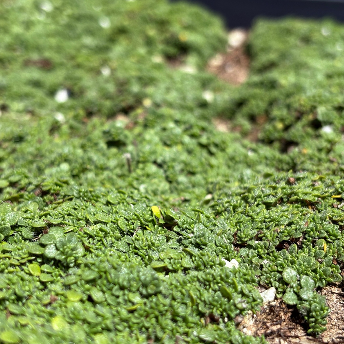Elfin Creeping Thyme Groundcover | Low Growing Thyme Plant