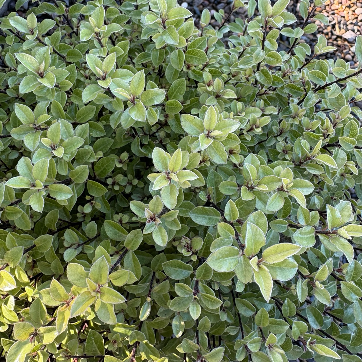 Elfin Kohuhu | Dense Compact Evergreen Shrub – Victory Nursery