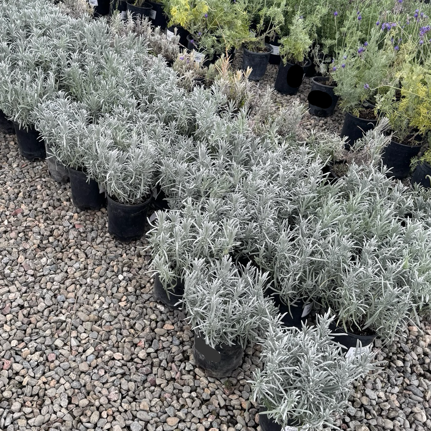 deer lavender plants English Lavender (Lavandula angustifolia 'Vera') – True Lavender with  Classic Fragrance – Victory Nursery