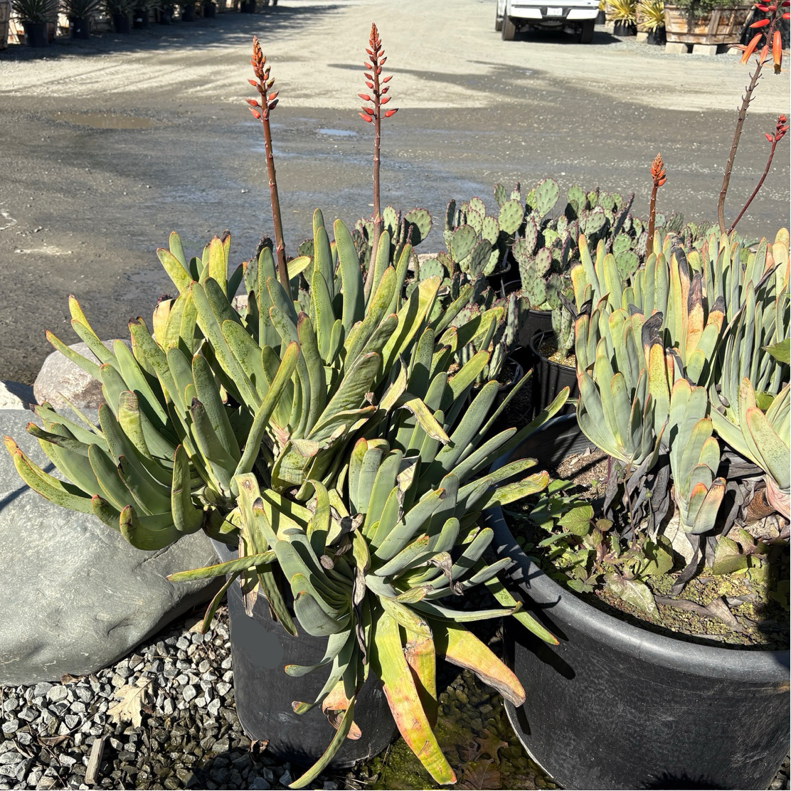 fan shaped succulent plant Fan Aloe