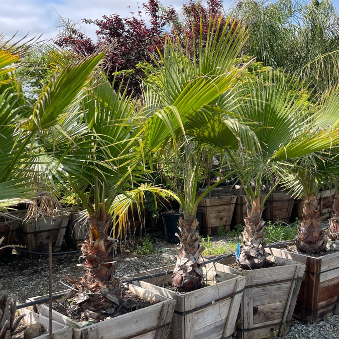 fan palm plant for sale European Fan Palm