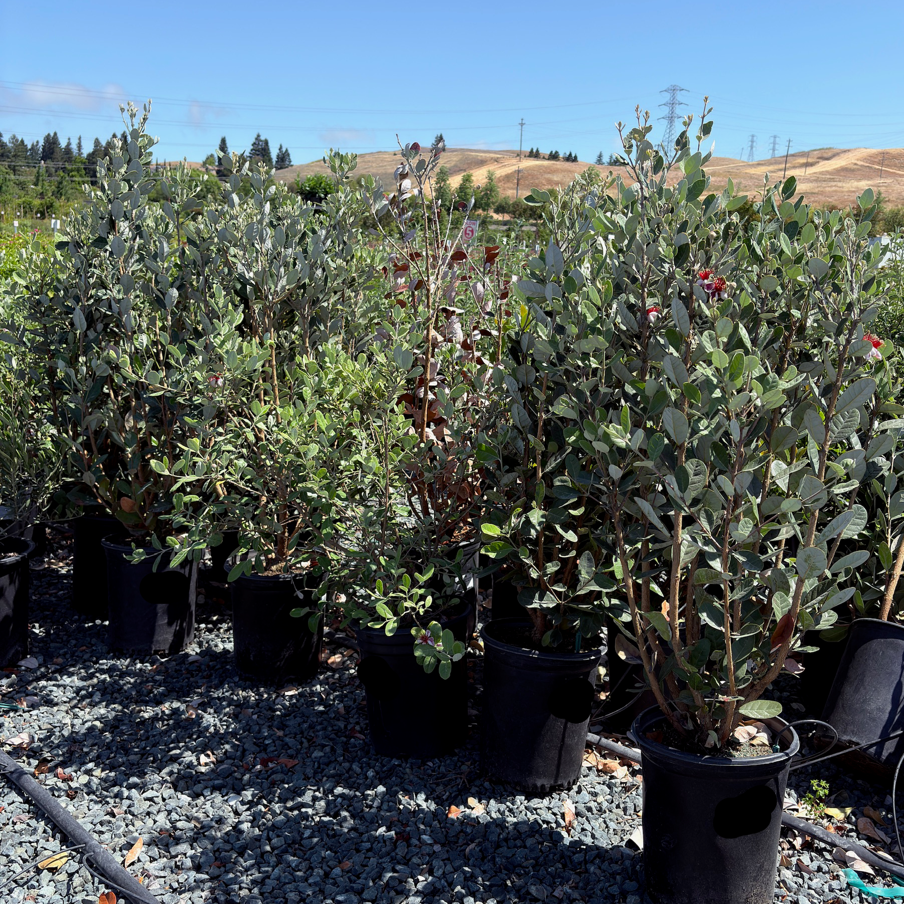 buy pineapple guava plant 5 Gal. Pineapple Guava Bush (Feijoa sellowiana)
