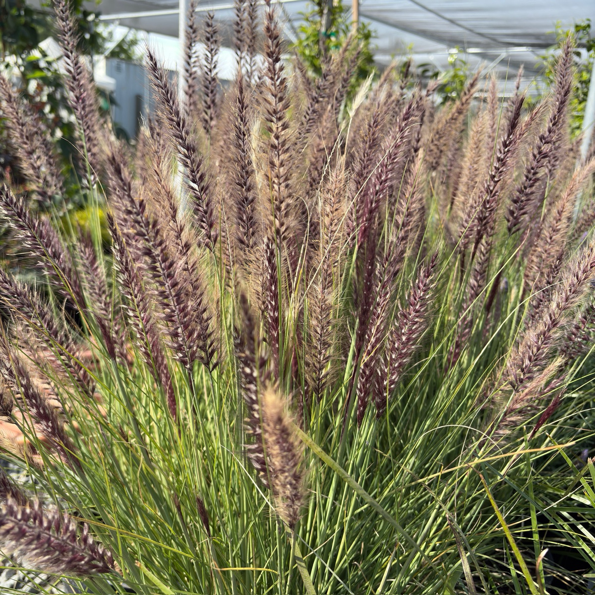 Fountain Grass Ornamental Grass for Modern Landscapes – Victory Nursery