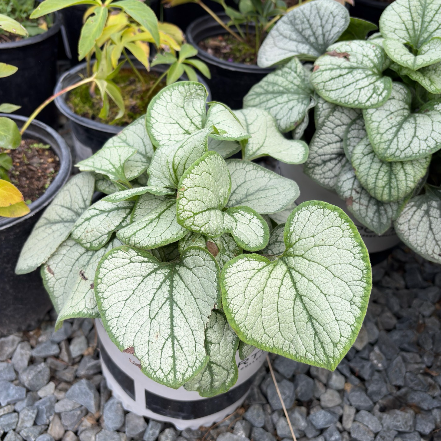 Frostbite Siberian Bugloss | Silver Leaf Shade Perennial – Victory