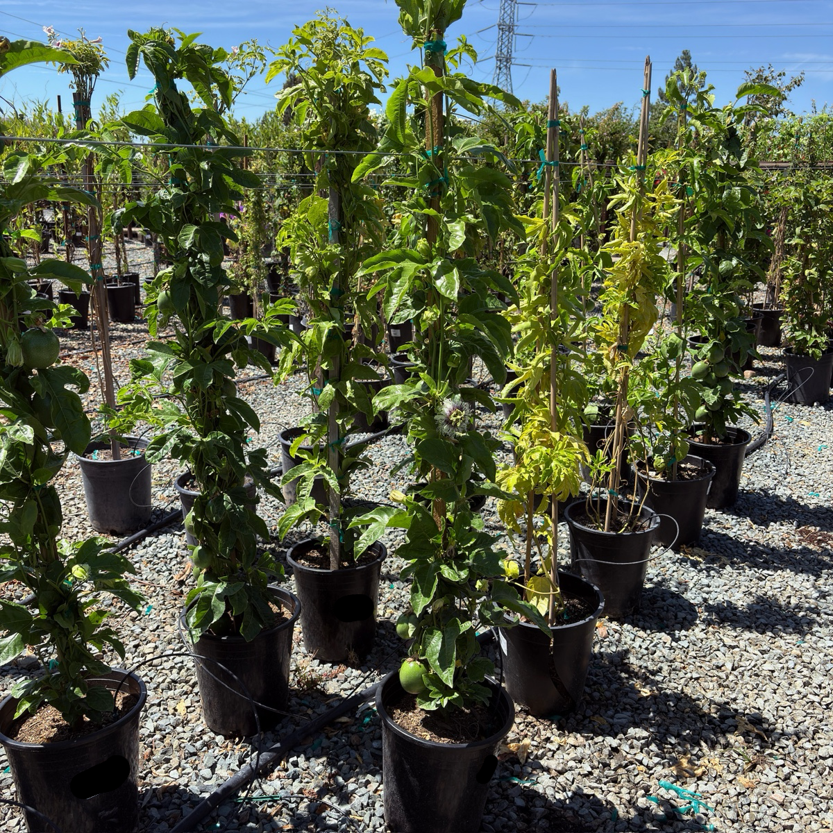 passion fruit plant pot size Passion Fruit Vine