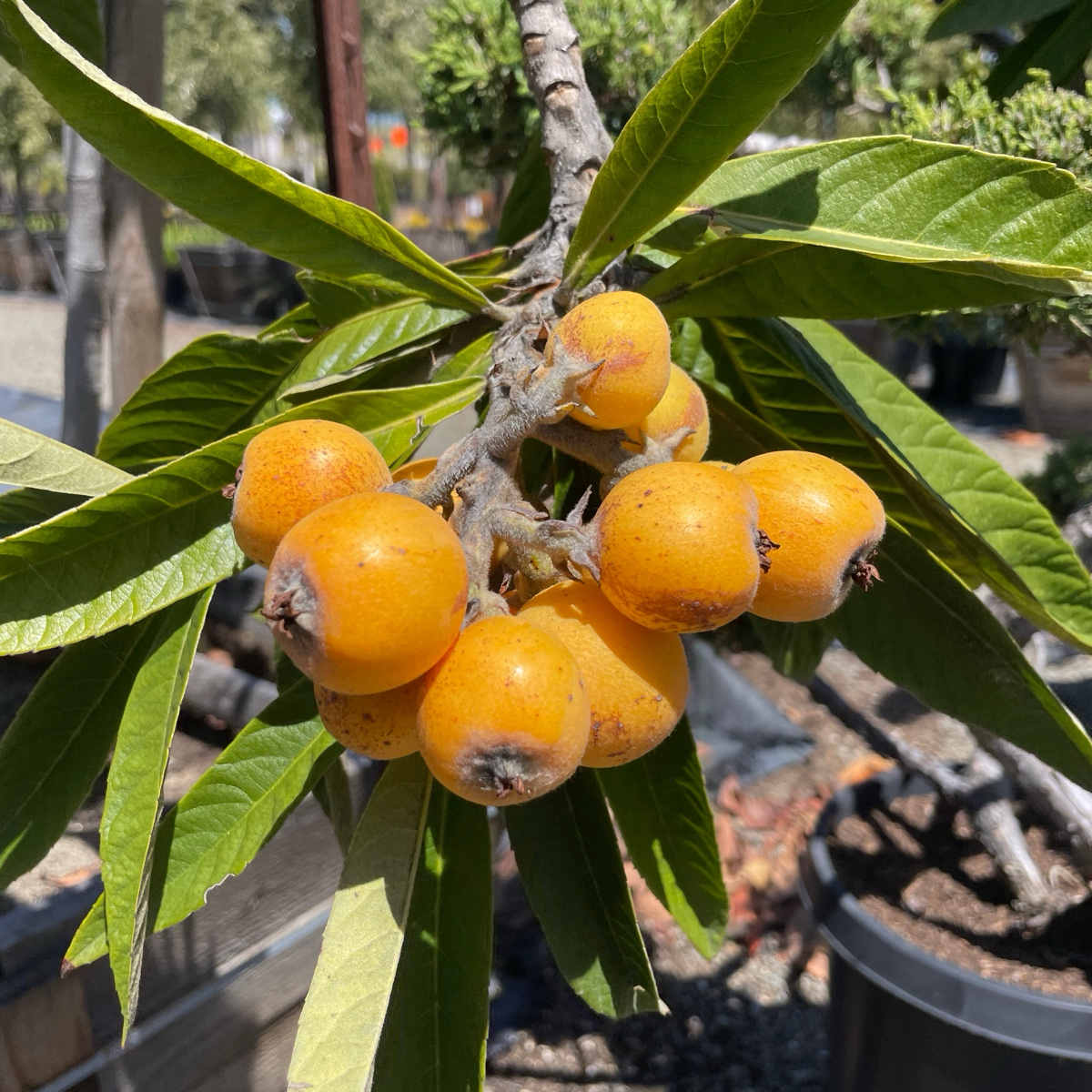 bonsai loquat tree Fruiting Loquat