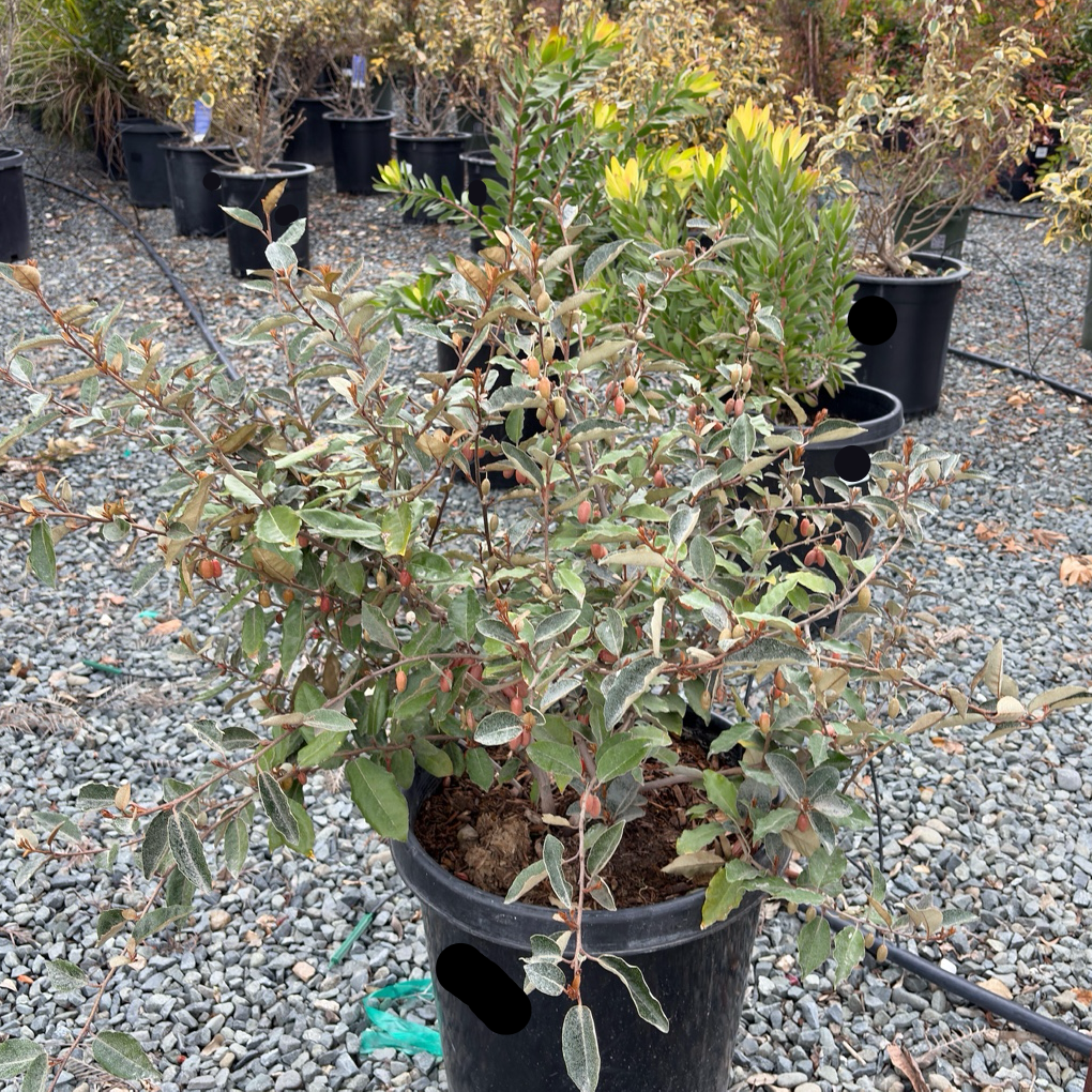 money tree fruitland Fruitland Silverberry