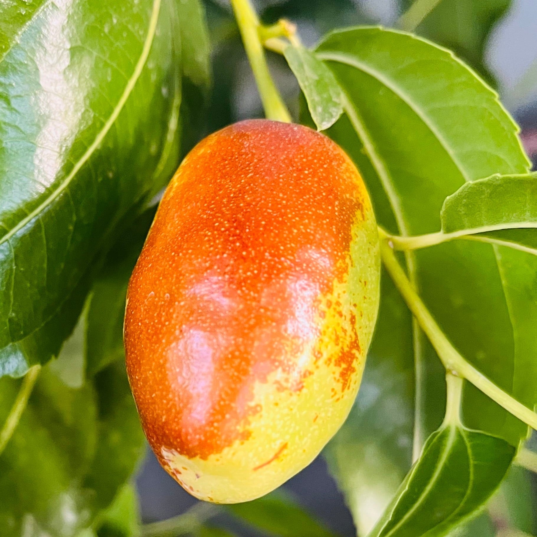 果物 bebe GA866 Jujube Tree | Sweet Crisp Chinese Date Fruit – Victory Nursery