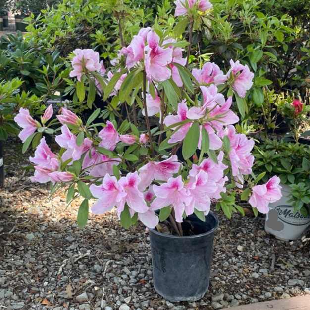 George L. Taber Azalea | Large Pink & White Variegated Flowers