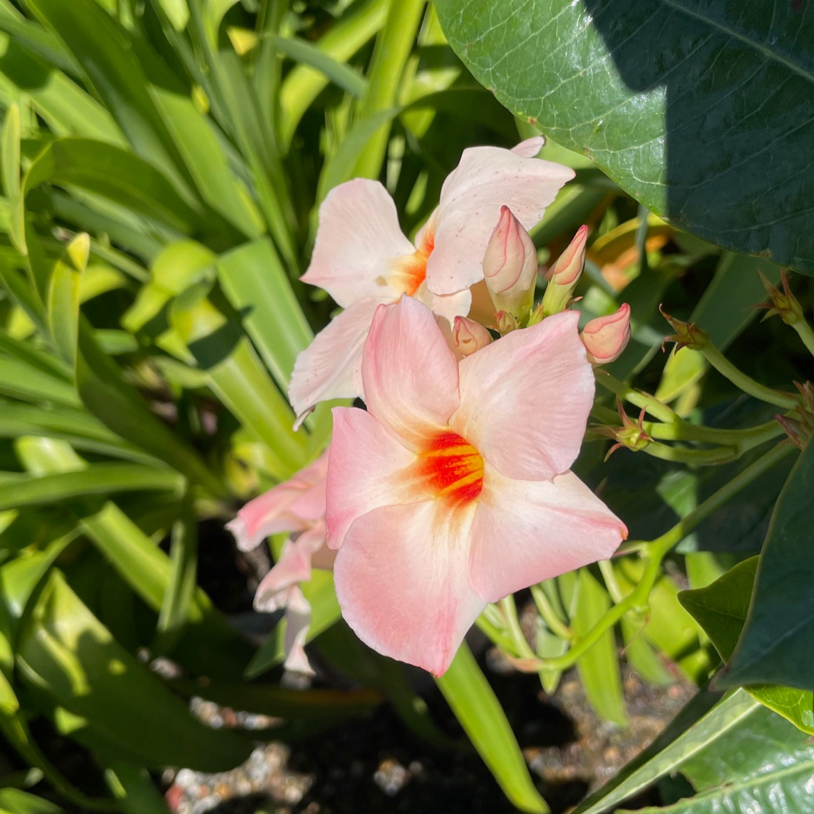 Sun Parasol® Giant Peach Sunrise Mandevilla | Vibrant Peach