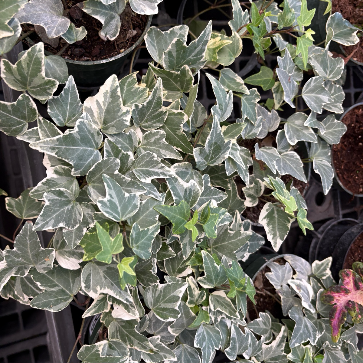 Glacier English Ivy Groundcover | Variegated Evergreen Ivy for