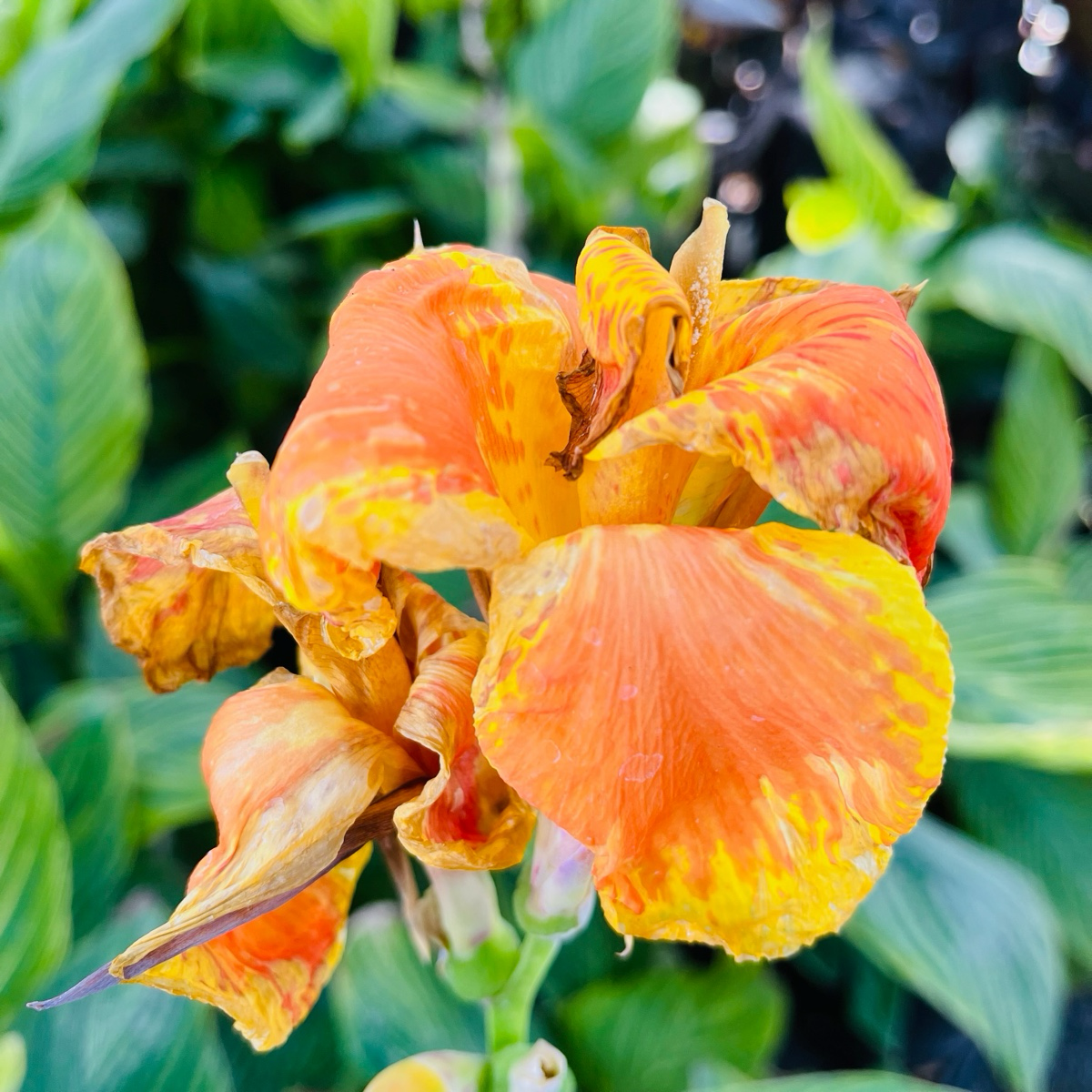 Tropicanna Gold Canna | Striking Variegated Foliage – Victory Nursery