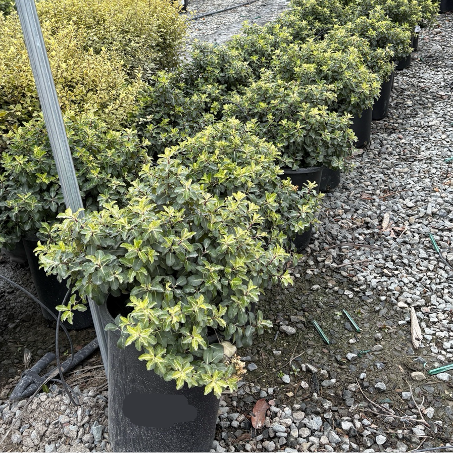 Golf Ball Kohuhu | Round Compact Evergreen Shrub – Victory Nursery