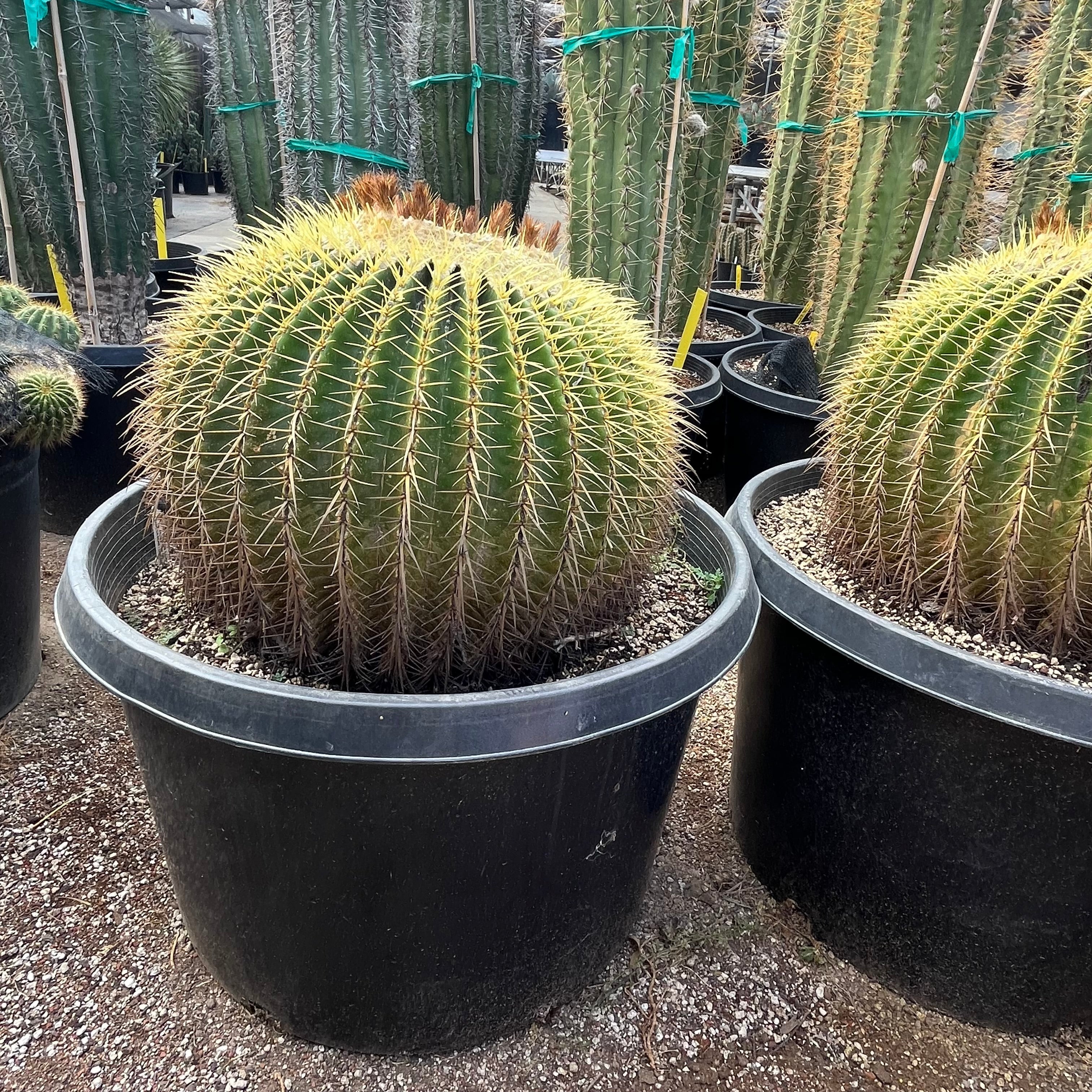 types of golden barrel cactus Golden Barrel Cactus