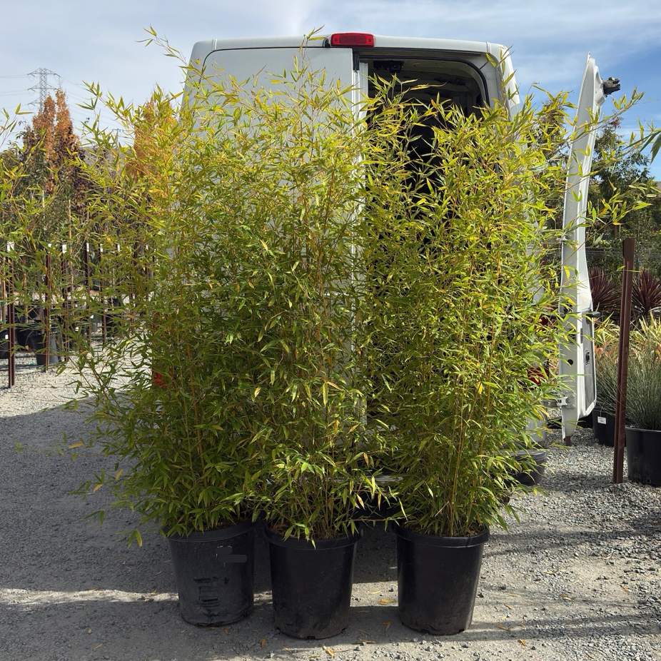 golden bamboo house plant Golden Goddess Bamboo