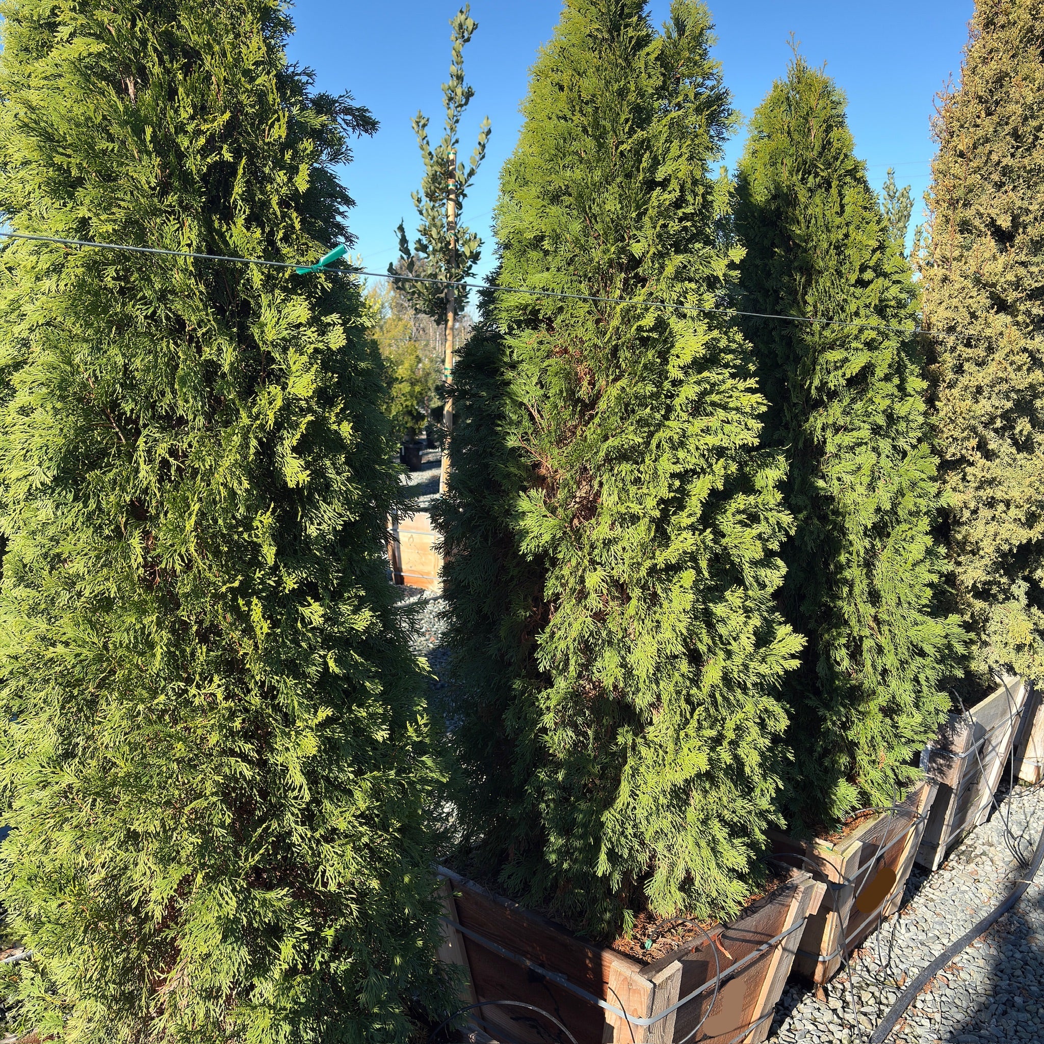 Golden Italian Cypress | Vibrant Yellow-Green Columnar Evergreen
