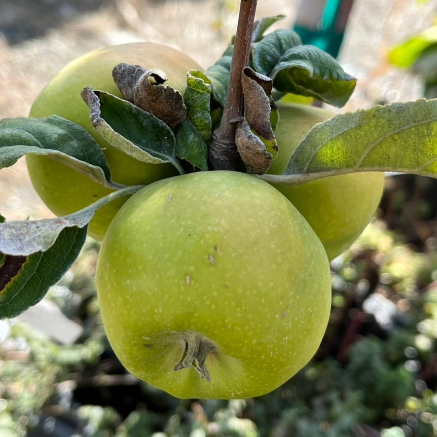 Granny Smith Apple Tree