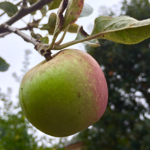 Gravenstein Apple Tree | Classic Aromatic Early Apple – Victory