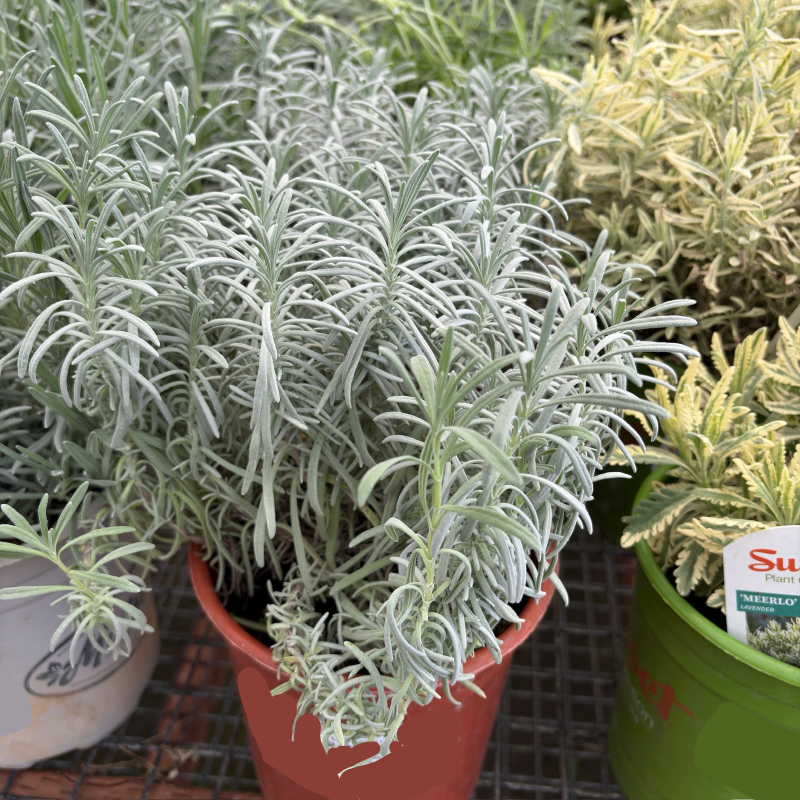Grosso Lavandin (Lavandula x intermedia 'Grosso') | Strong