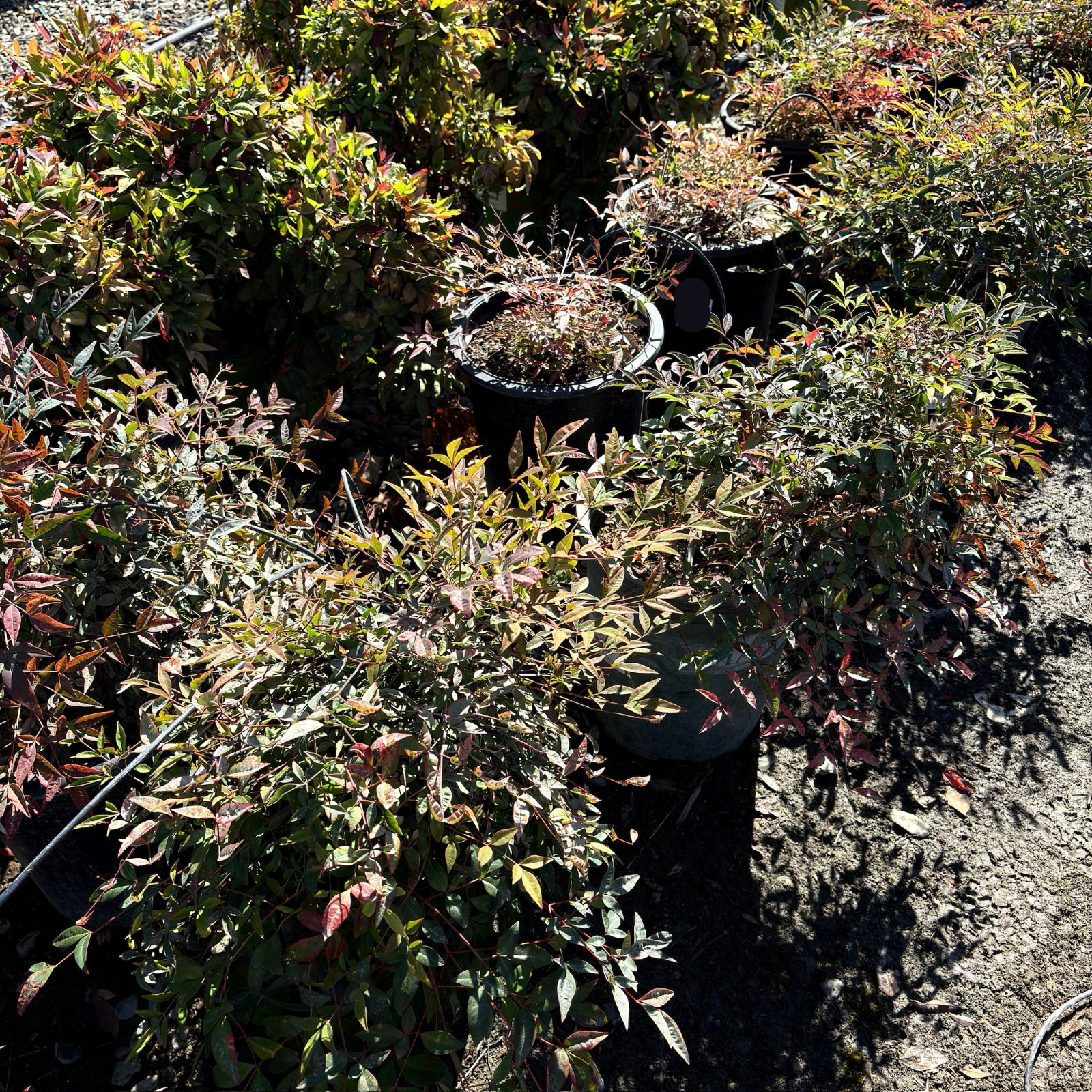Dwarf Heavenly Bamboo (Nandina) – Compact Evergreen Color Shrub