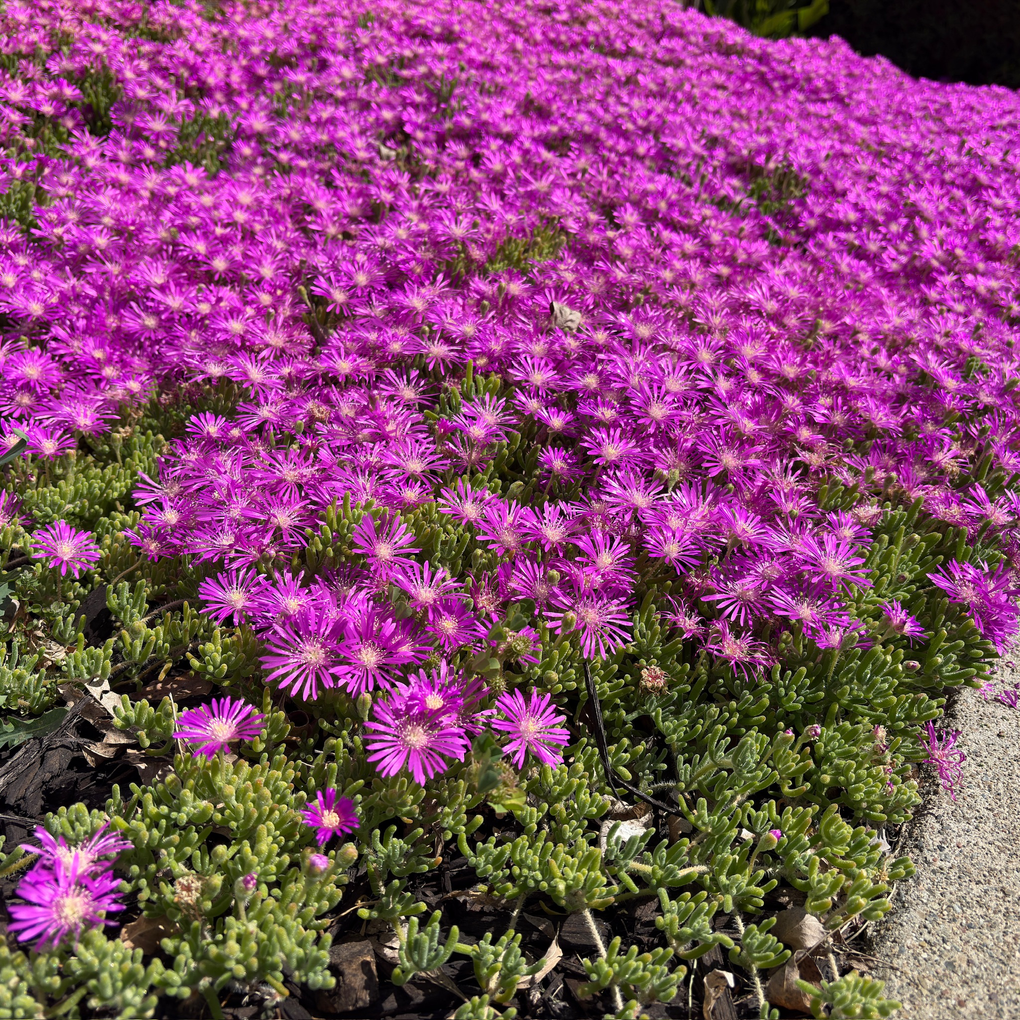 succulent pink flowering ground cover Hardy Ice Plant