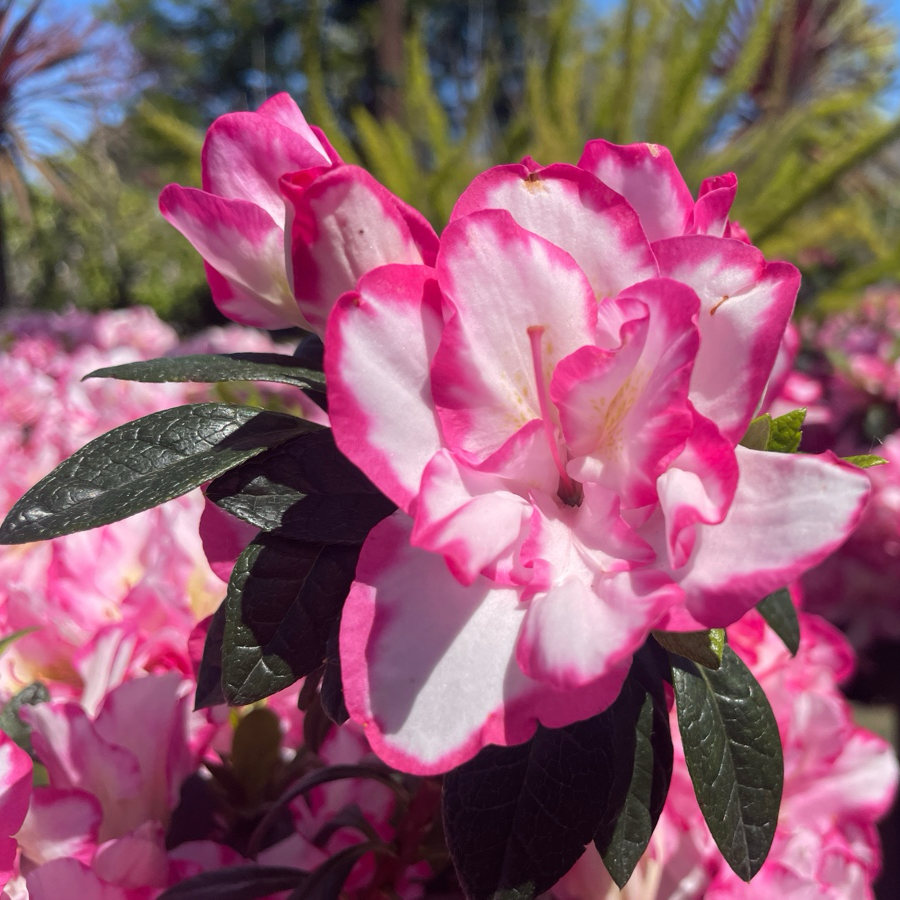 【はるplants】 Haru-no-hibiki Azalea | Pink & White Bicolor Spring Blooms