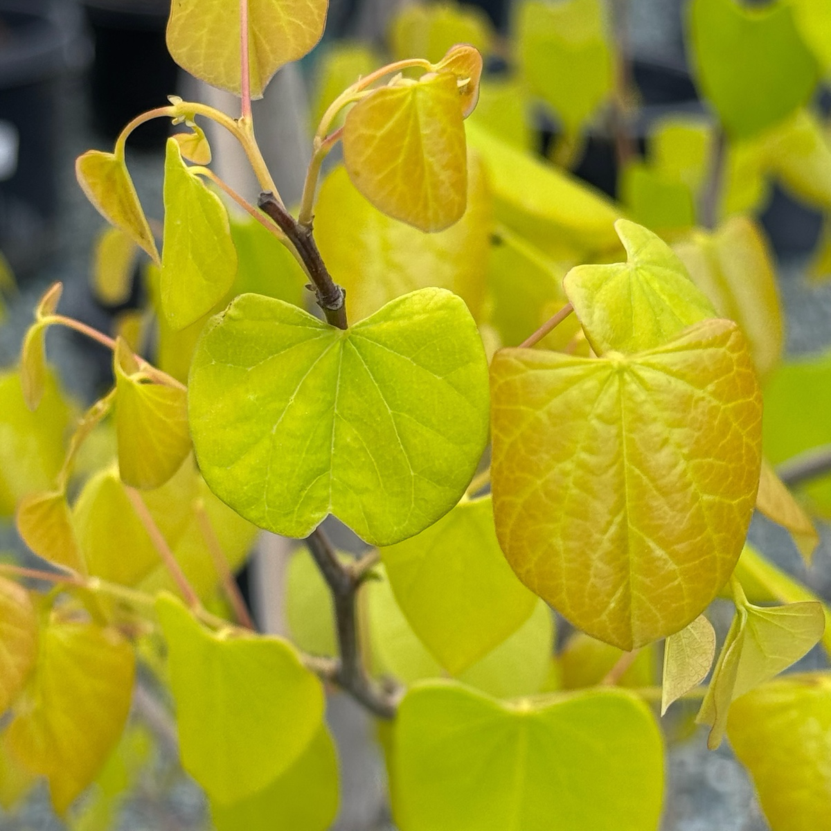 Hearts of Gold Redbud