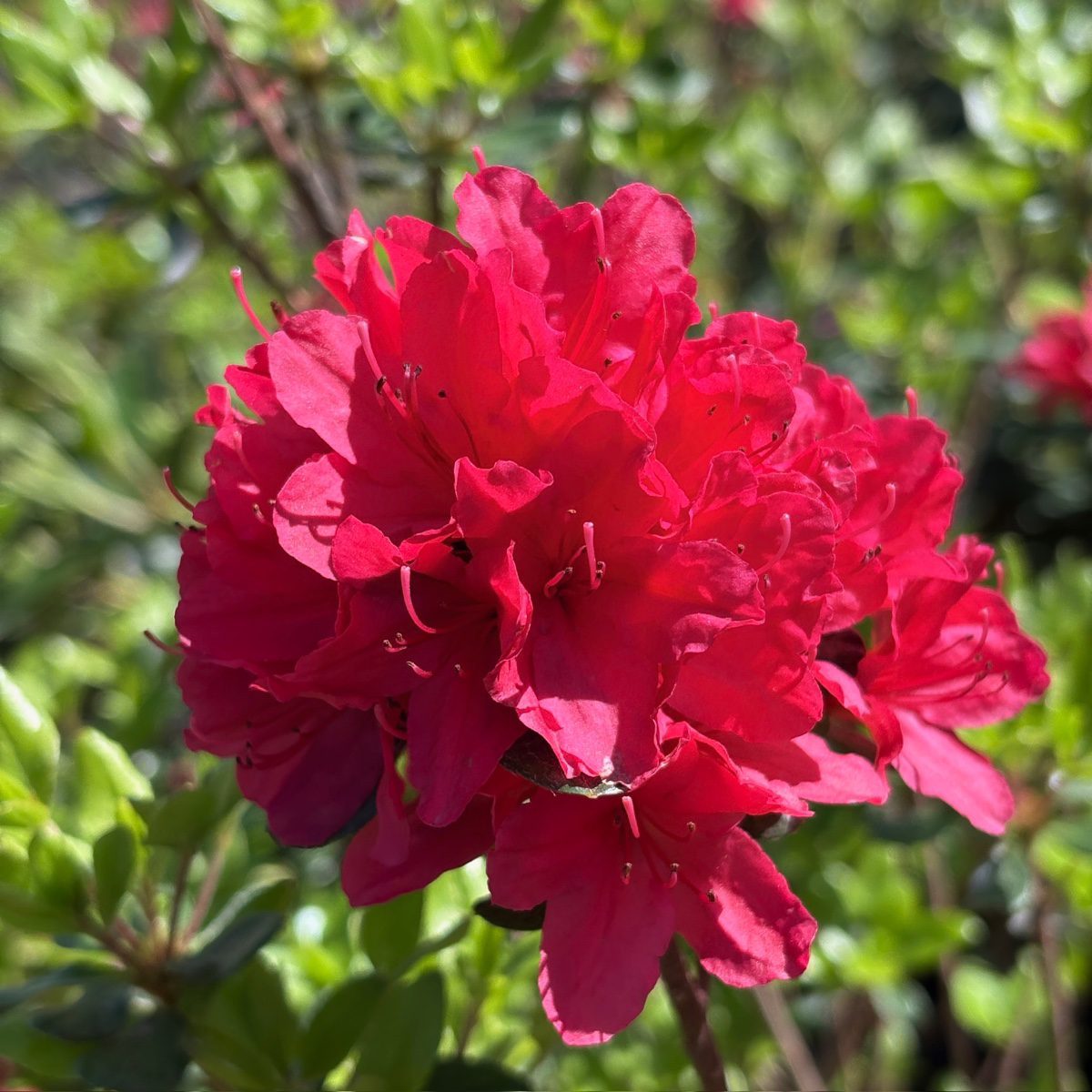 紫苑 Hino Crimson Azalea | Vibrant Red Flowering Evergreen – Victory
