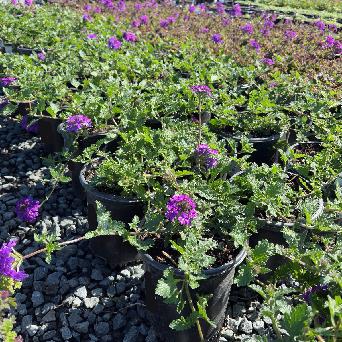 パープルガーデン Homestead Purple Verbena | Drought Tolerant Groundcover – Victory