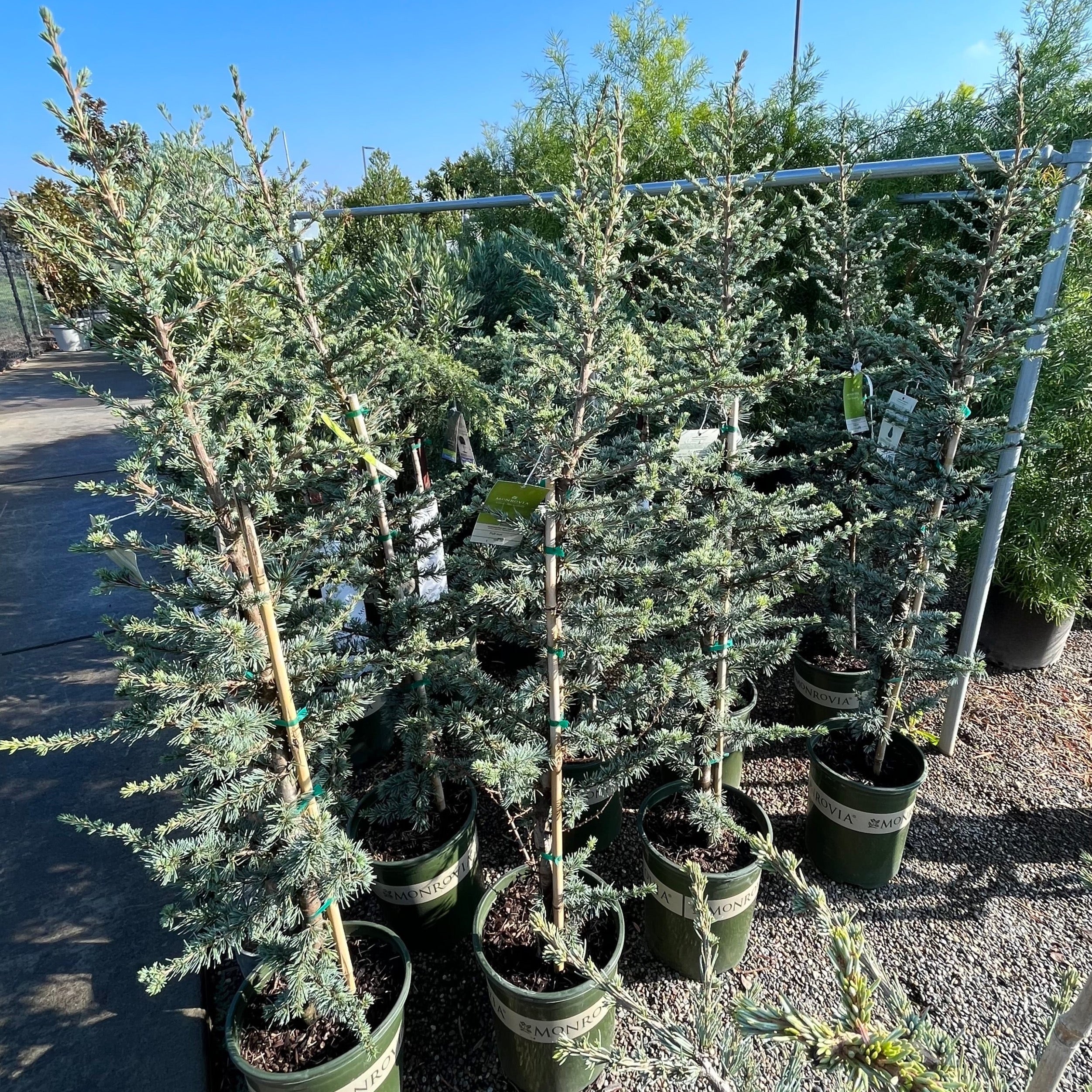 アトラスシーダー　ホルストマン　接木苗 Horstmann Blue Atlas Cedar | Compact Silvery-Blue Evergreen Shrub