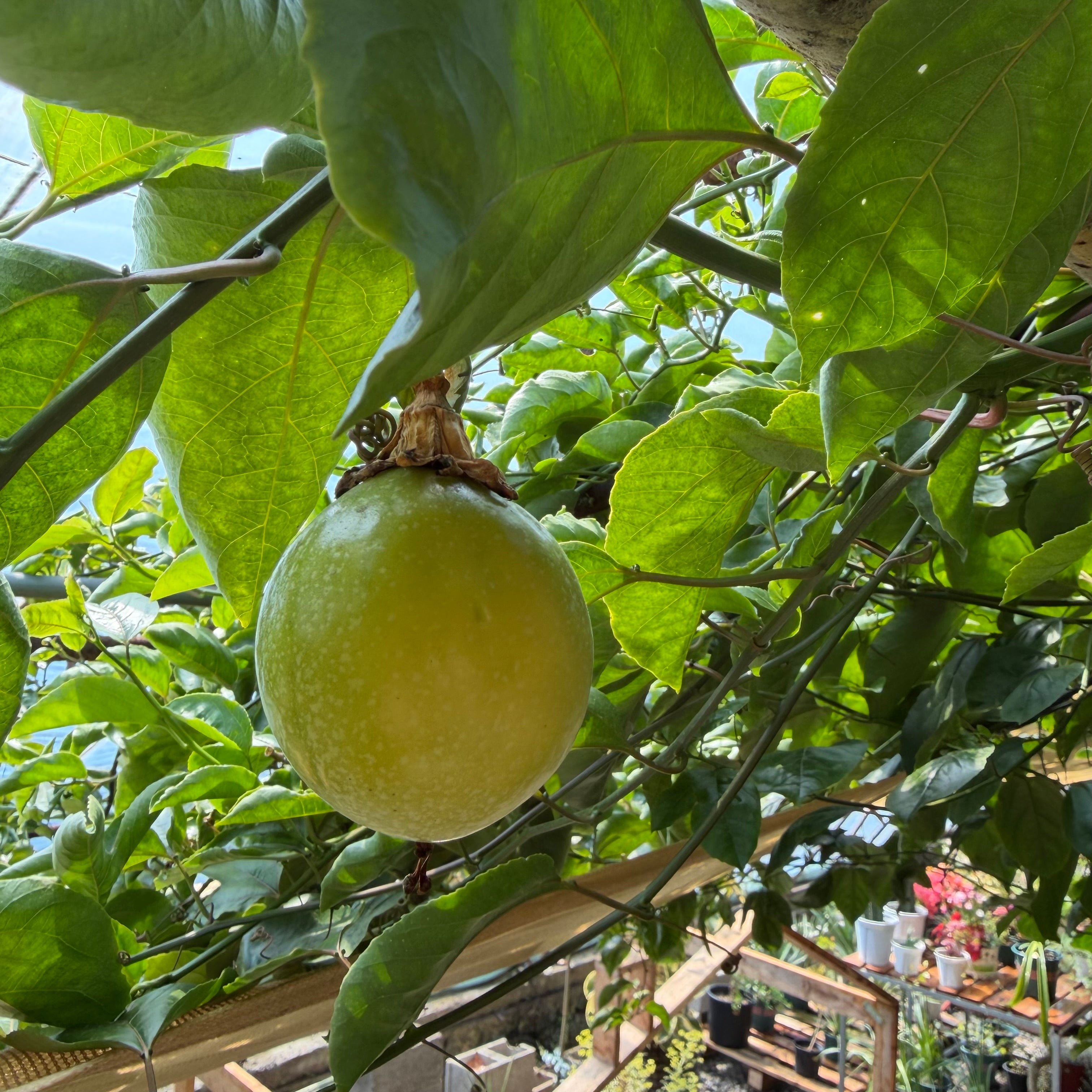 Yellow Passion Fruit Vine