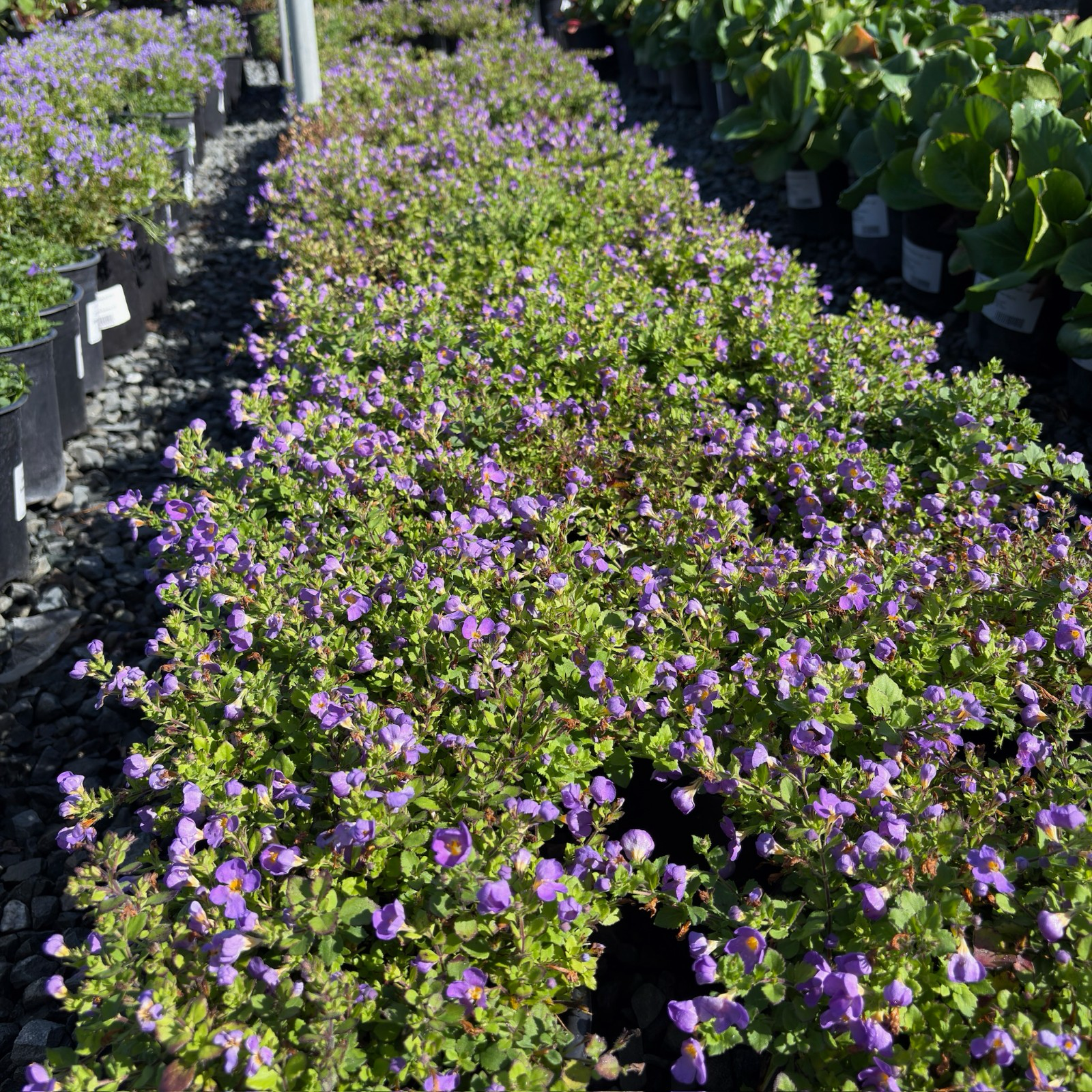 Bacopa | Trailing White, Pink & Blue Annual for Hanging Baskets  Victory  Nursery