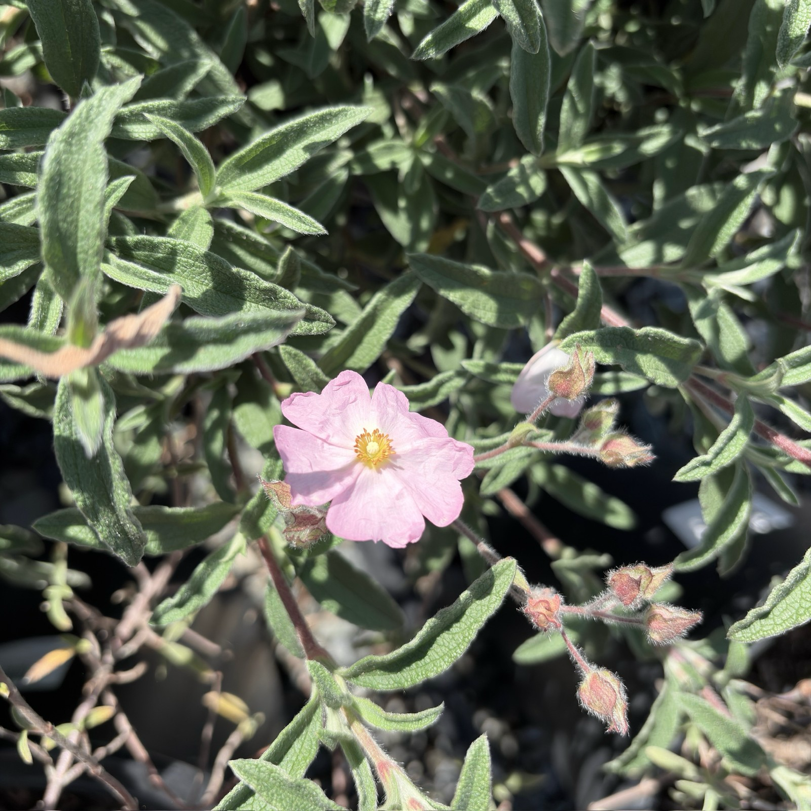 Pink Rockrose | Compact Pink Flowering Evergreen Shrub – Victory