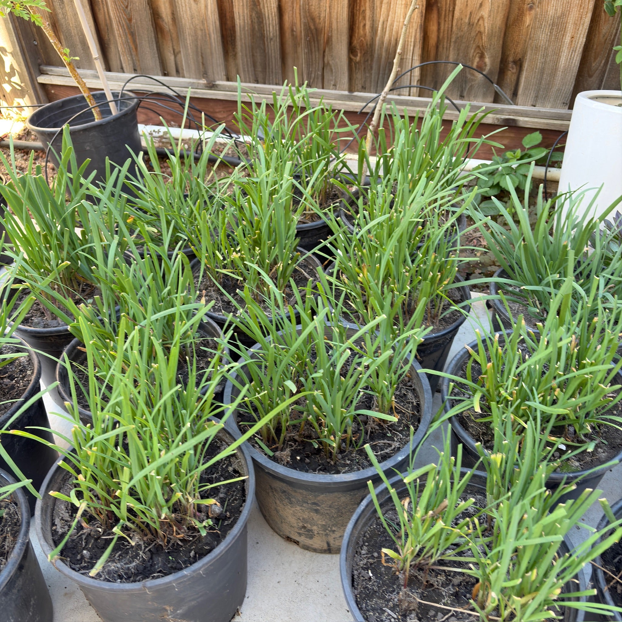 house leek plants for sale Chinese Leek