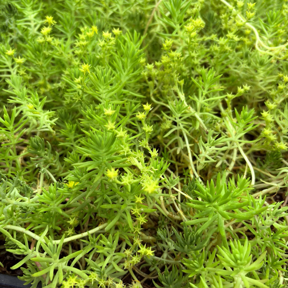 stringy stonecrop succulent Stringy Stonecrop Groundcover