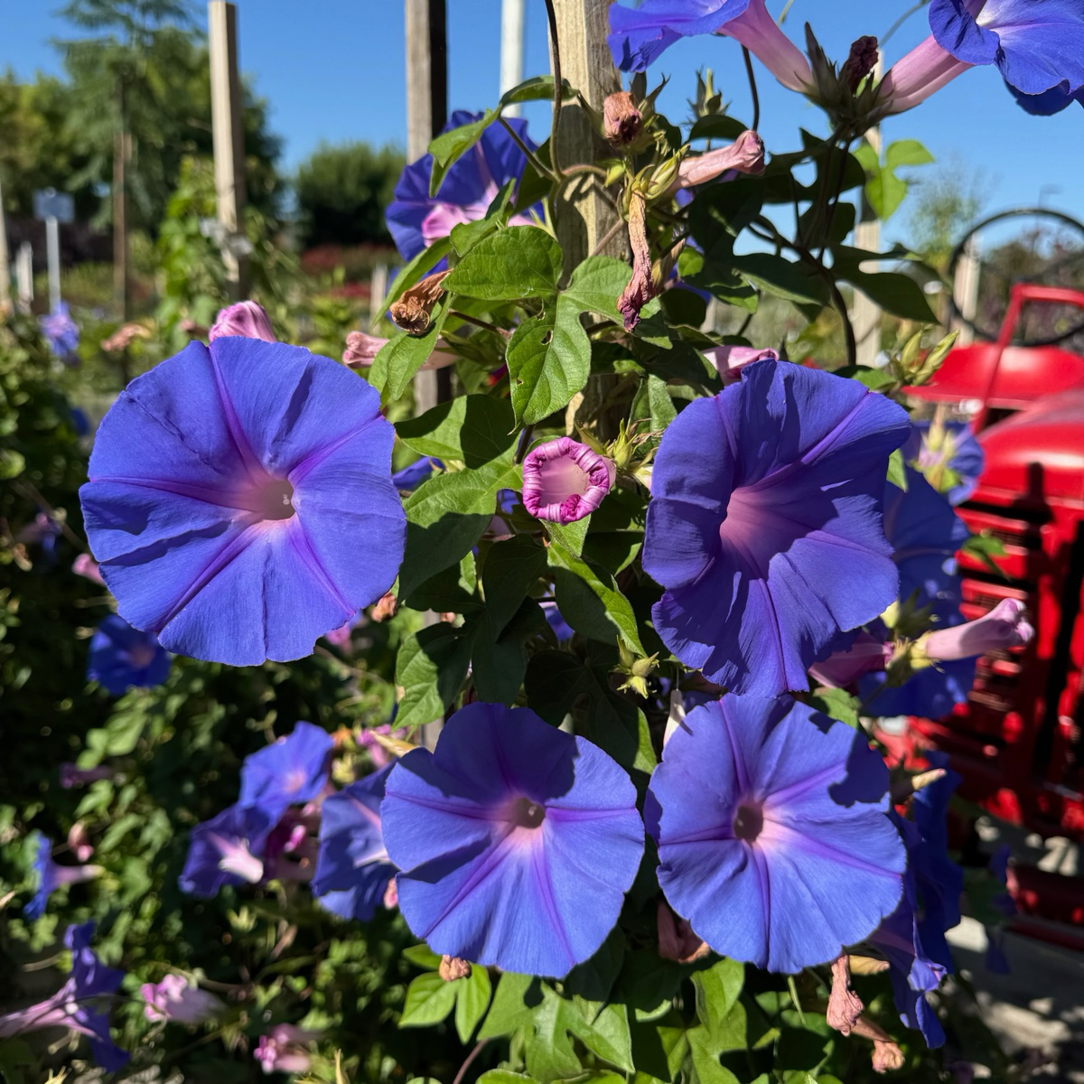 Blue Dawn Morning Glory