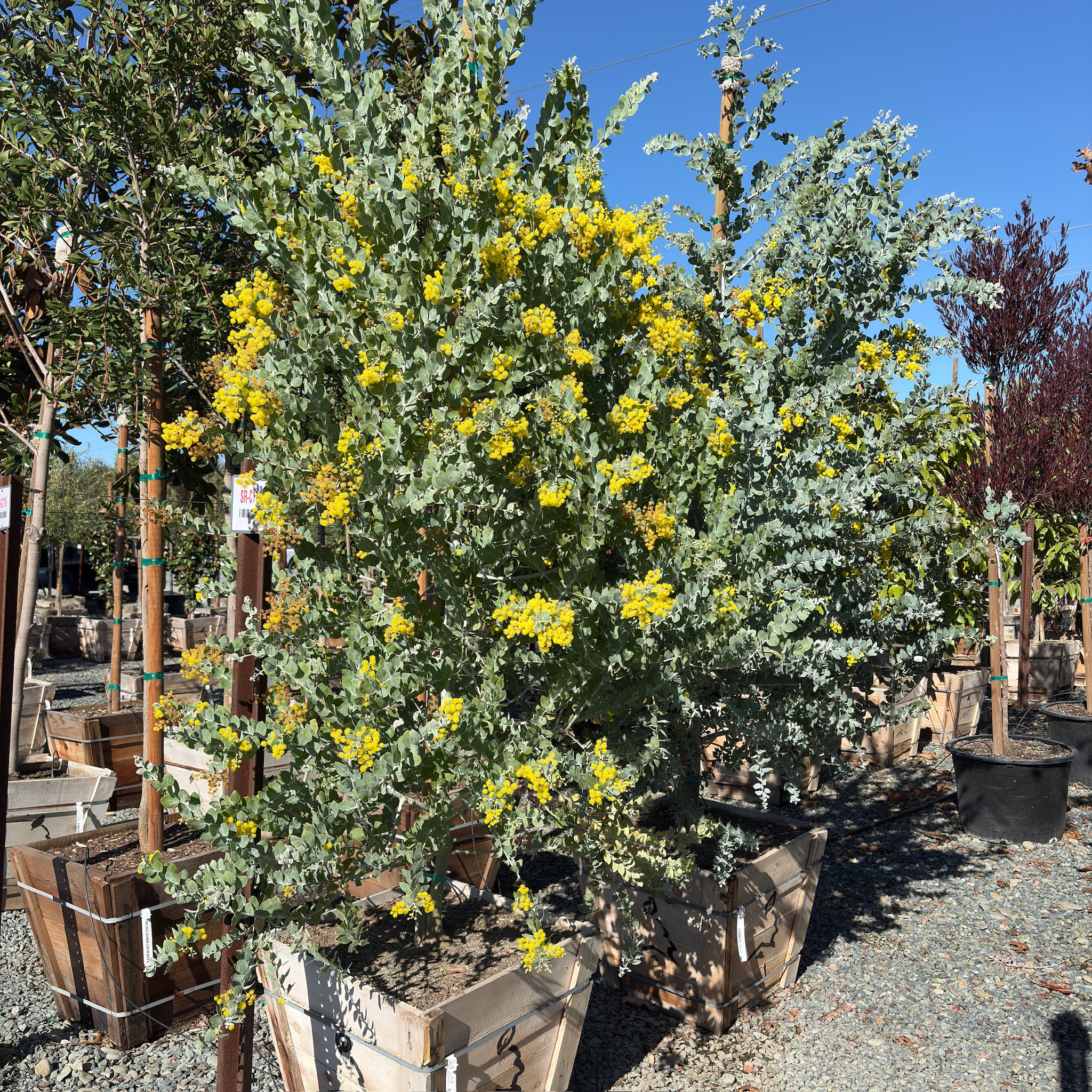 Pearl Acacia Tree