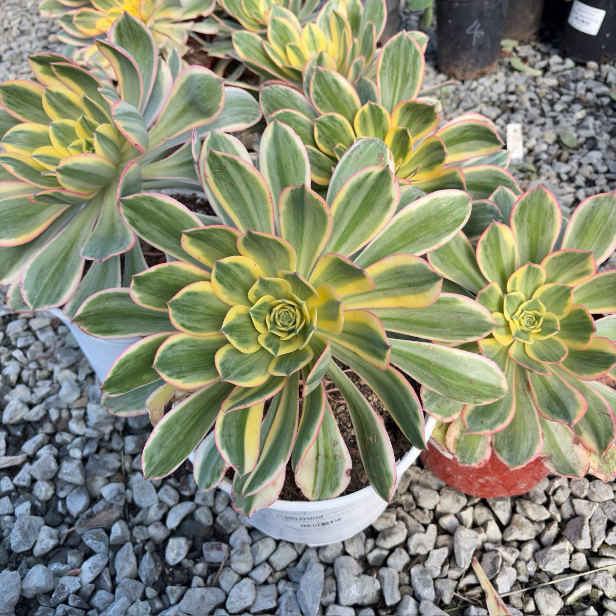 green and yellow succulent plant Copper Pinwheel Aeonium