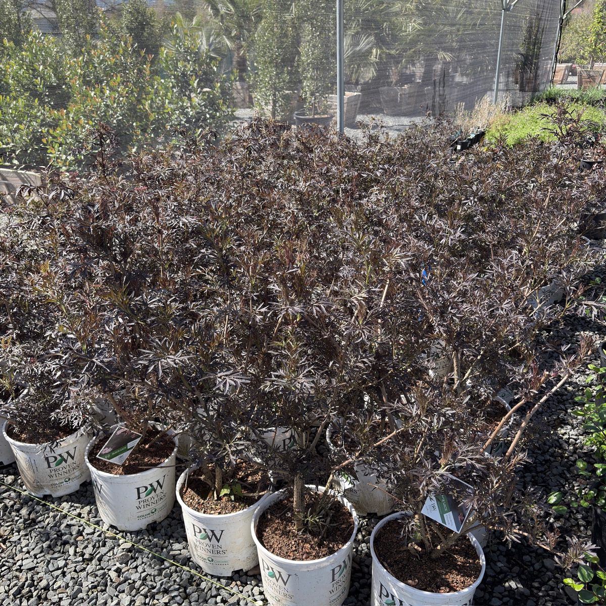 Black Lace Elderberry | Dark Purple Lacy Foliage Shrub  Victory Nursery