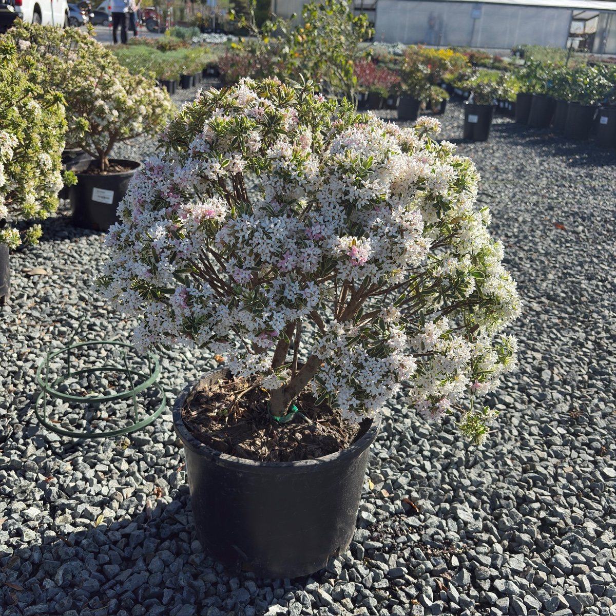 Carol Mackie Daphne | Variegated Fragrant Spring Shrub – Victory