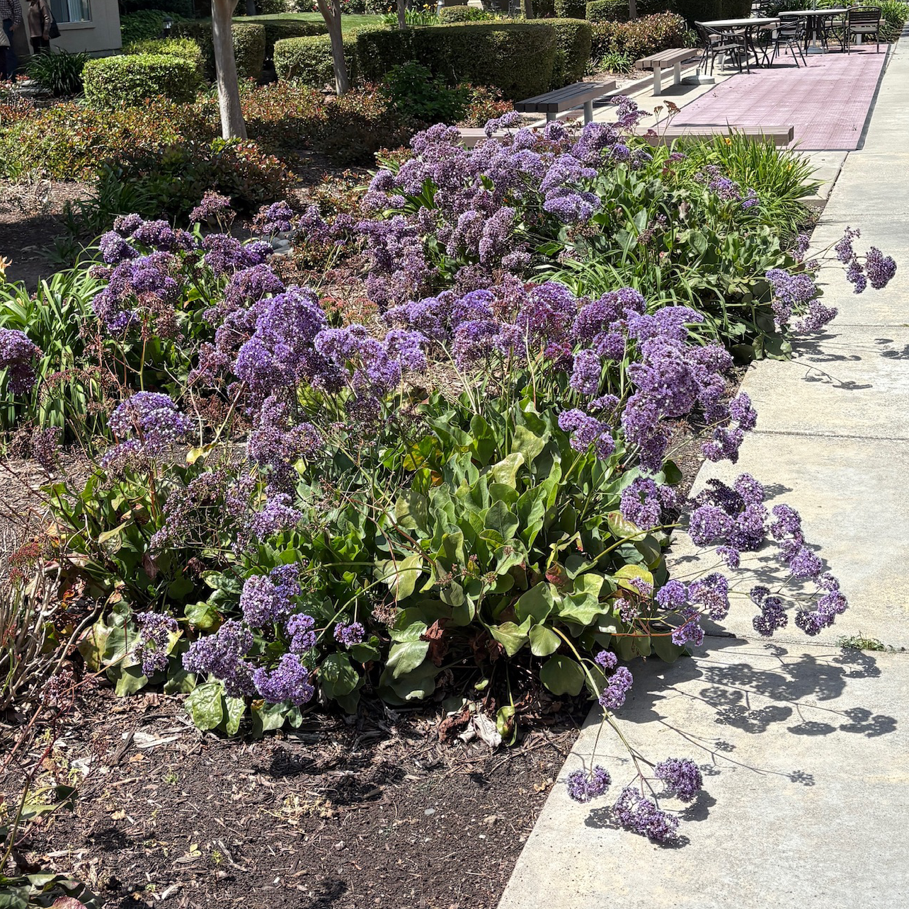 is lavender a perennial flower Sea Lavender