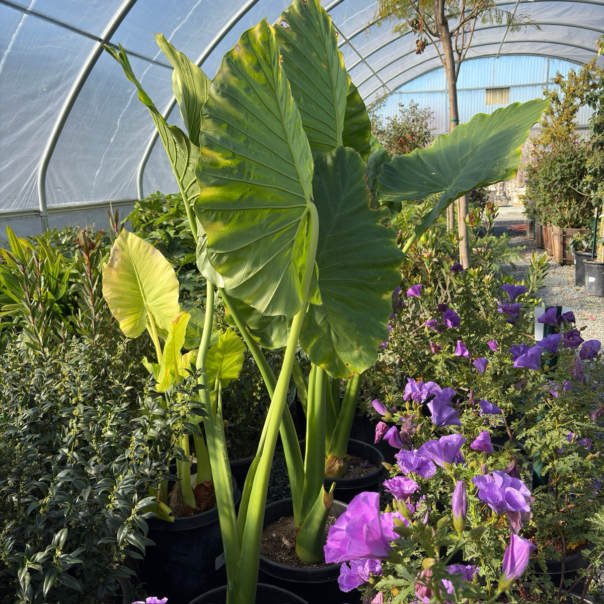 alocasia elephant ear plant flower Hardy Elephant's Ear