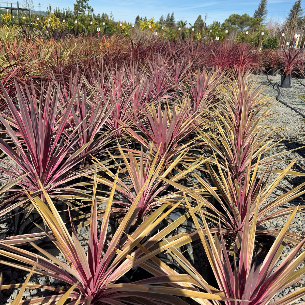 pink palm plant Pink Passion Cordyline