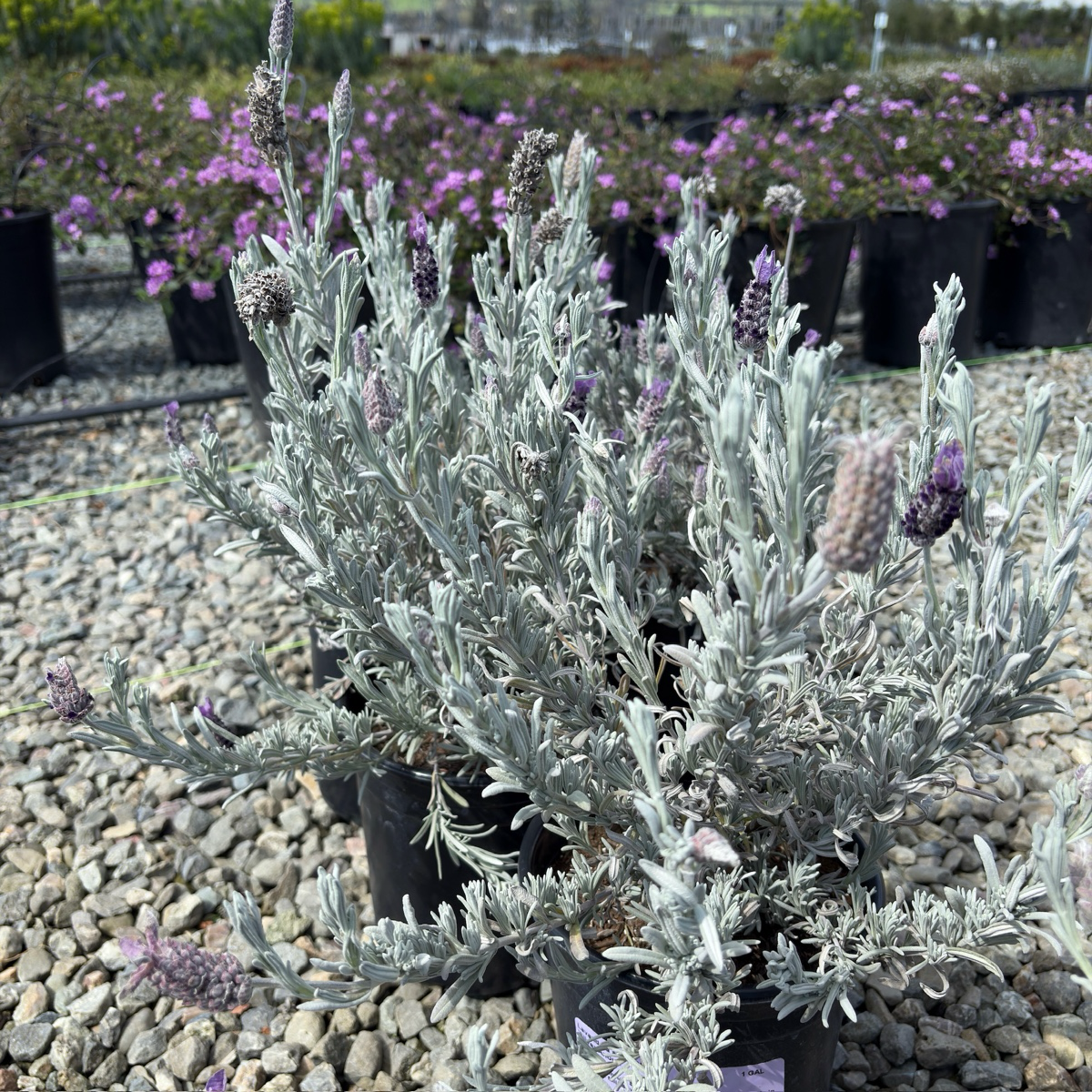 gray lavender plant Silver Anouk Spanish Lavender (Lavandula stoechas 'Silver Anouk')