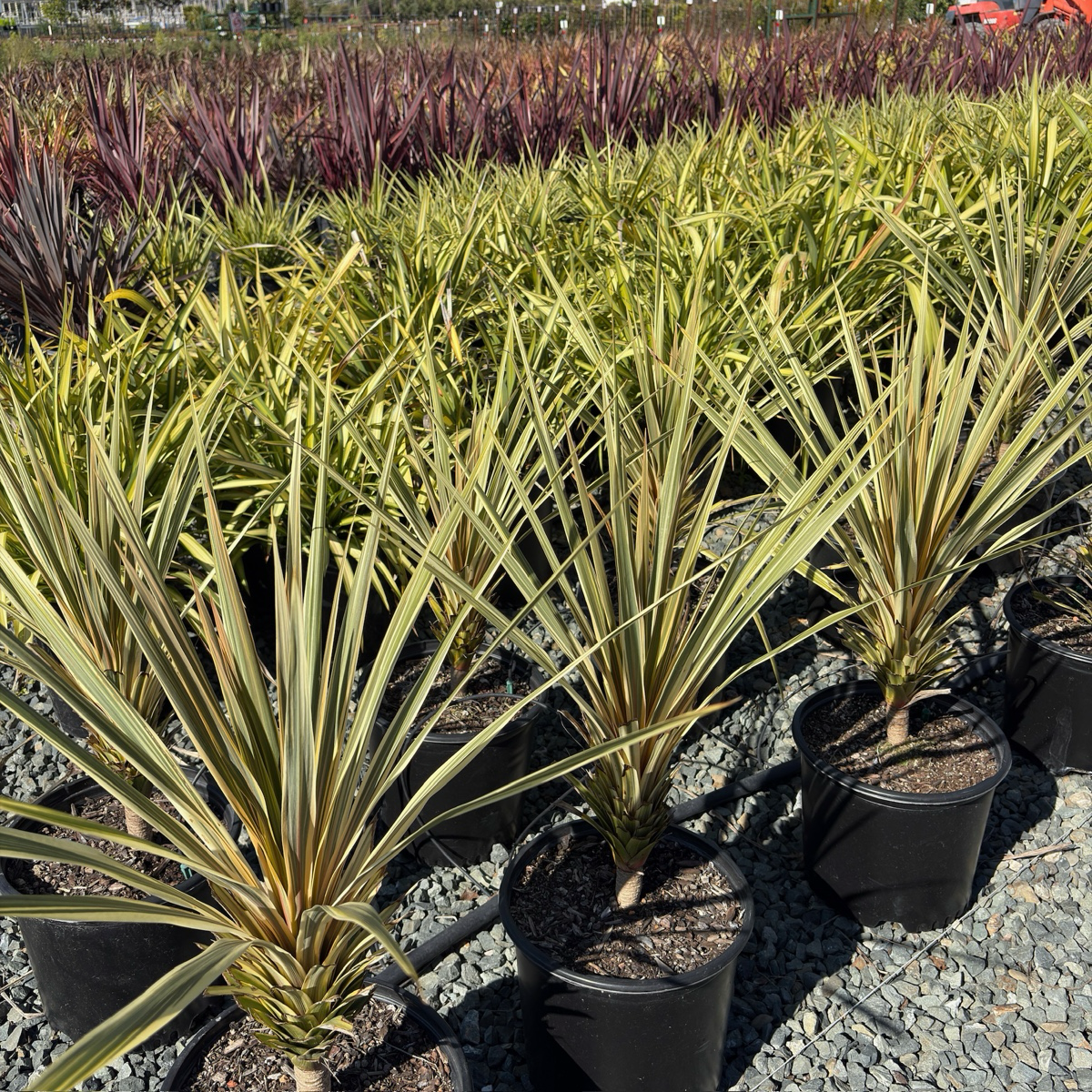 dracaena torbay dazzler Torbay Dazzler Cordyline