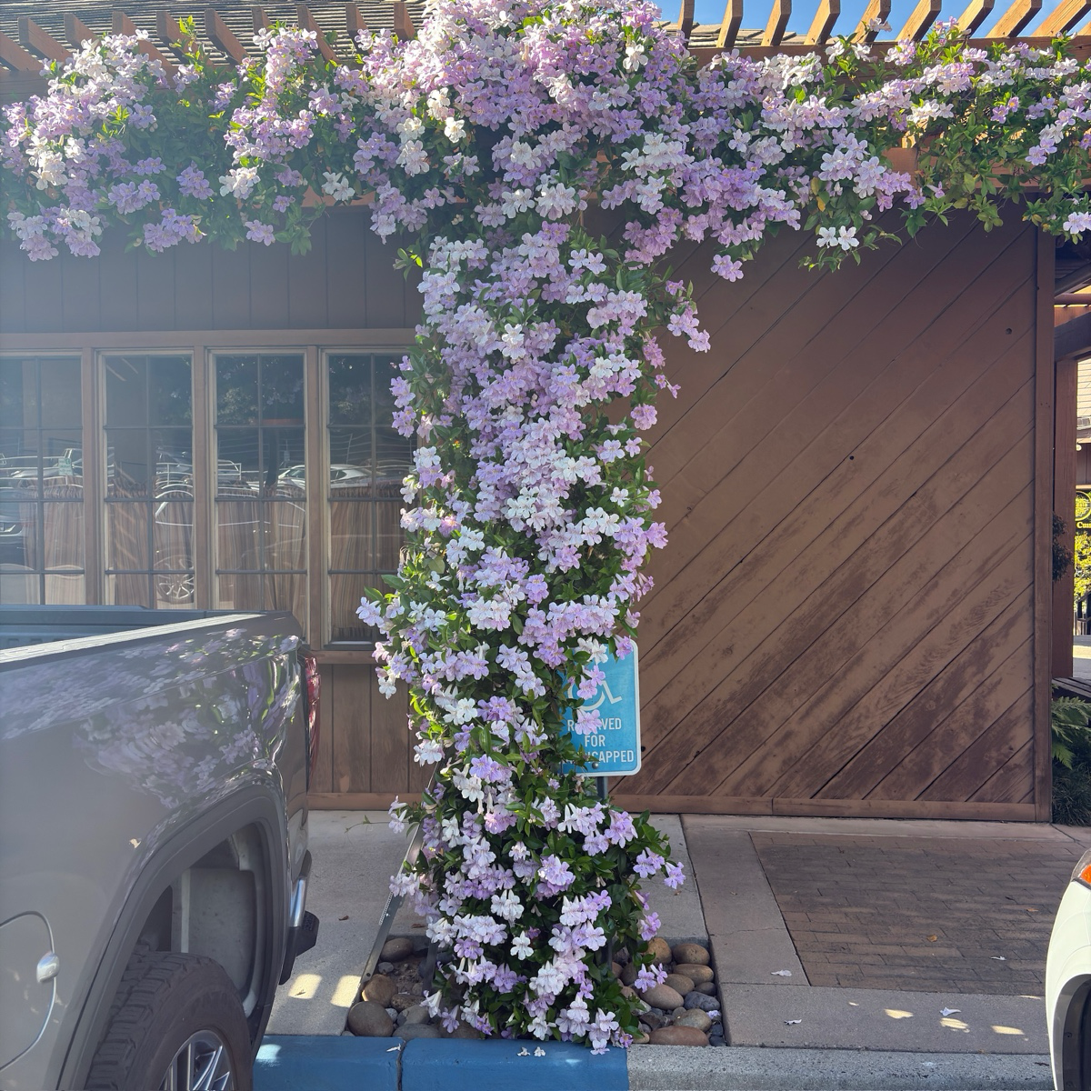 purple trellis plant Lavender Trumpet Vine