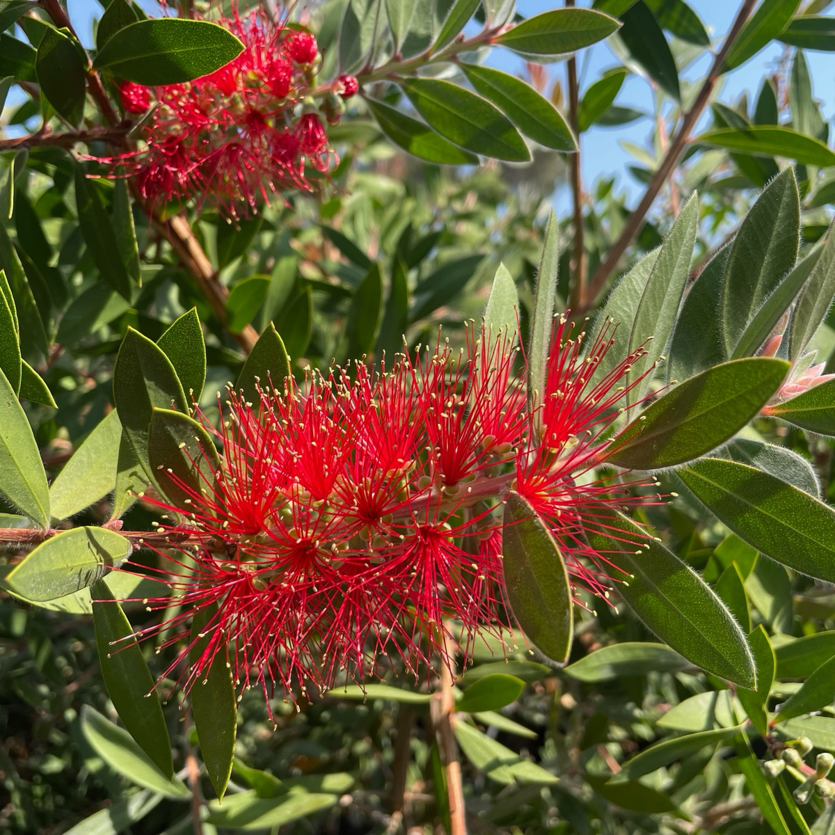 Lemon Bottlebrush
