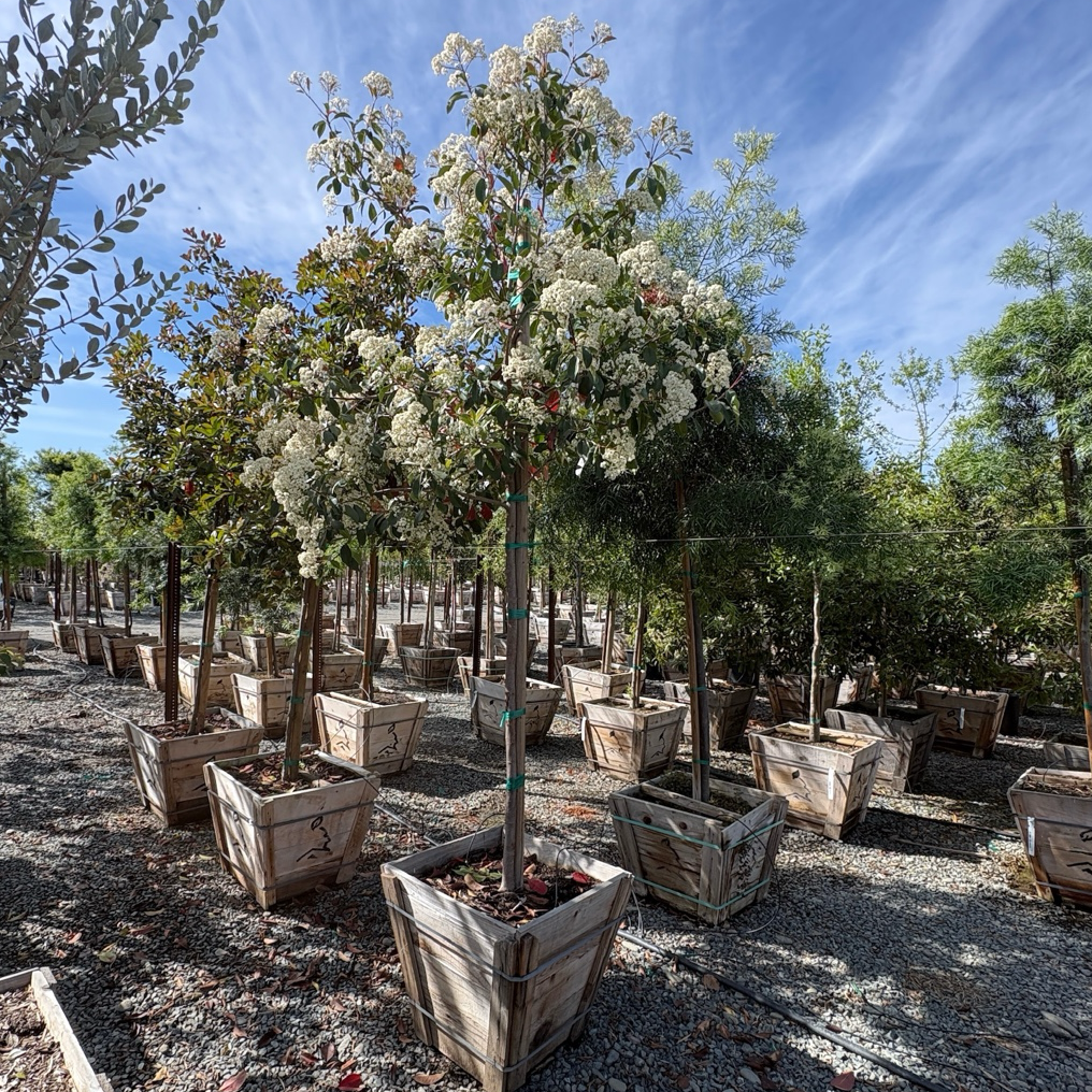 Red Tip Photinia – Victory Nursery